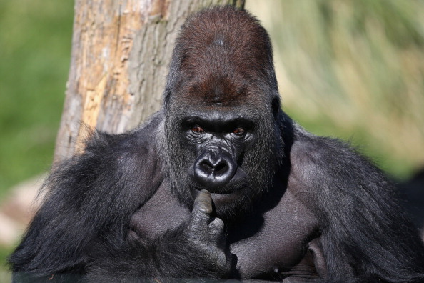 Gorilla