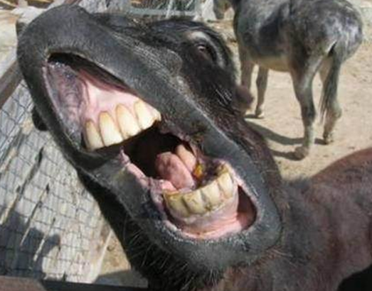 Donkey