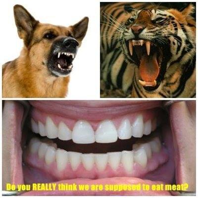 Tiger Teeth