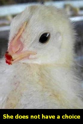 Egg = child torture