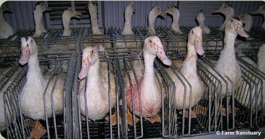Duck Soup
