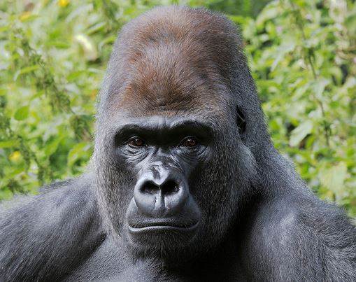 Gorilla