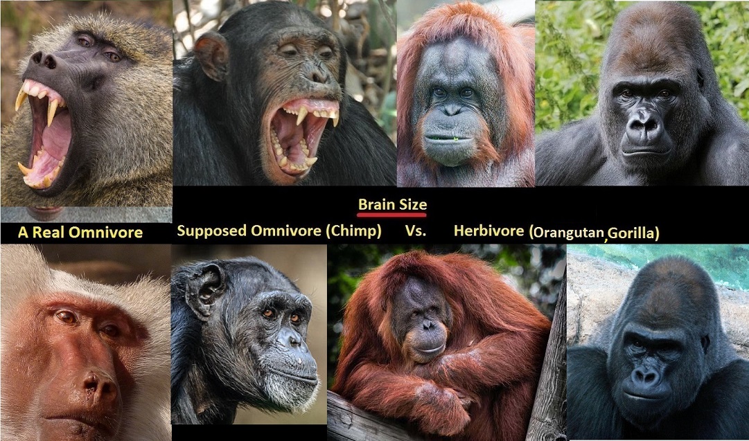 Meat and Brain Size