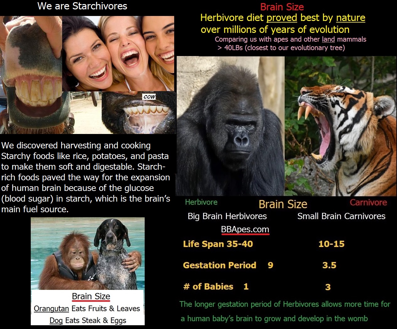 Brain Size: Herbivore Vs. Carnivore