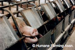 Cut throat price competition