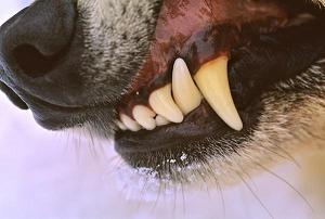 dog canine