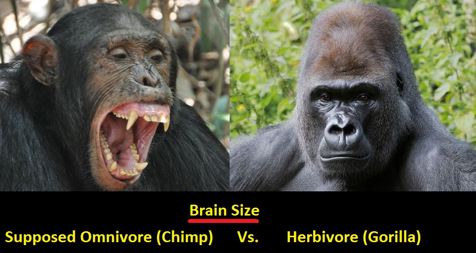 Brain Size: Chimp Vs. Gorilla (herbivore)
