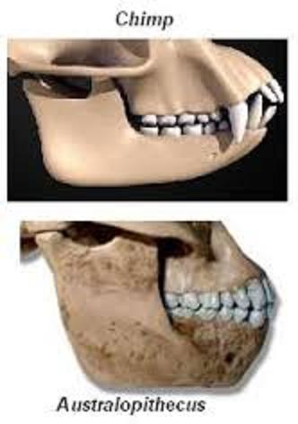 Hominid vs. Chimp