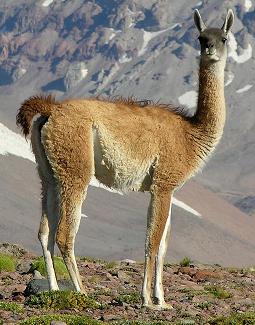 Lama