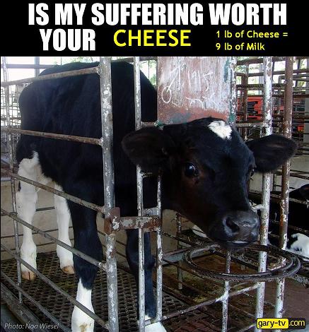 1LB of Cheese=10LB of Milk