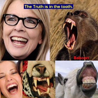 Herbivore teeth human baboon canine tooth